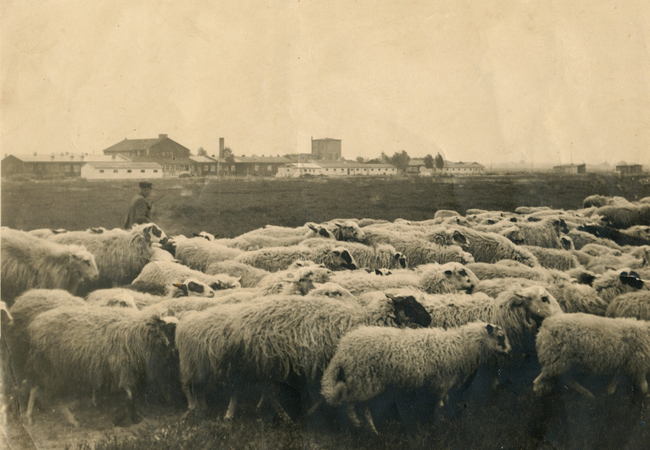 Lager-Erika-Scharfherde-Archiv-Dalumer-Geschichte-scaled.jpg